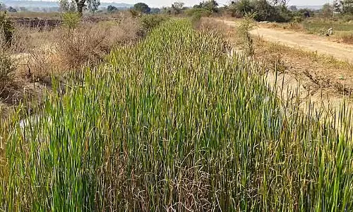 Kalaburagi : मुल्लामारी प्रोजेक्ट के रखरखाव के लिए कोई फंडिंग नहीं Kalaburagi : मुल्लामारी प्रोजेक्ट के रखरखाव के लिए कोई फंडिंग नहीं