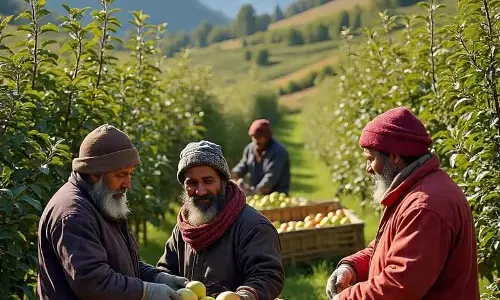 Srinagar: फल उगाने वाले न्यूज़ीलैंड के सेबों पर ड्यूटी में कटौती वापस लेने की मांग कर रहे Srinagar: फल उगाने वाले न्यूज़ीलैंड के सेबों पर ड्यूटी में कटौती वापस लेने की मांग कर रहे