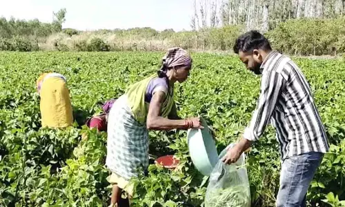 Odisha की सब्जियां अब विदेशों में, किसानों की आमदनी में तीन गुना इजाफा Odisha की सब्जियां अब विदेशों में, किसानों की आमदनी में तीन गुना इजाफा