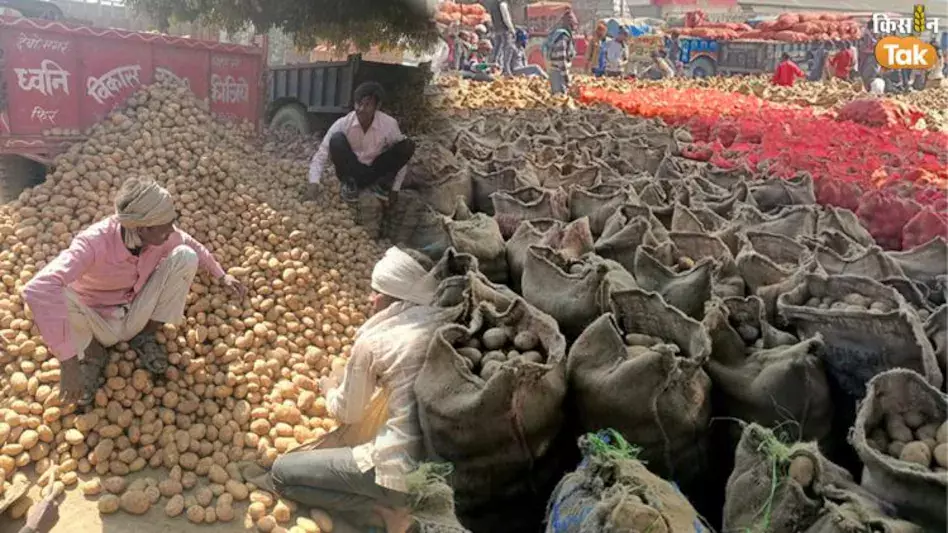 Farrukhabad: मंडी में आलू के भाव में कोई वृद्धि या गिरावट नहीं Farrukhabad: मंडी में आलू के भाव में कोई वृद्धि या गिरावट नहीं
