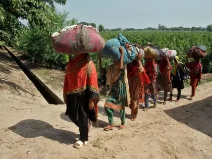 Pakistan की कृषि संकट में: नीतियों की विफलता और बढ़ता जलवायु खतरा Pakistan की कृषि संकट में: नीतियों की विफलता और बढ़ता जलवायु खतरा