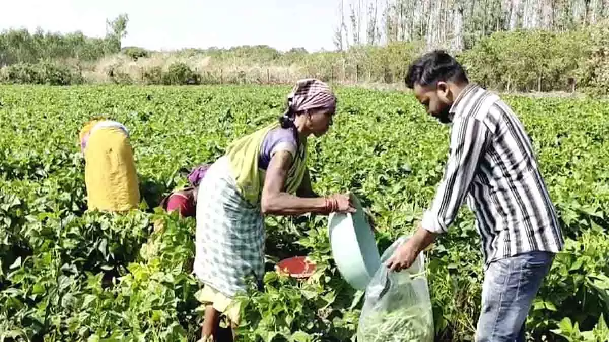 Odisha की सब्जियां अब विदेशों में, किसानों की आमदनी में तीन गुना इजाफा Odisha की सब्जियां अब विदेशों में, किसानों की आमदनी में तीन गुना इजाफा