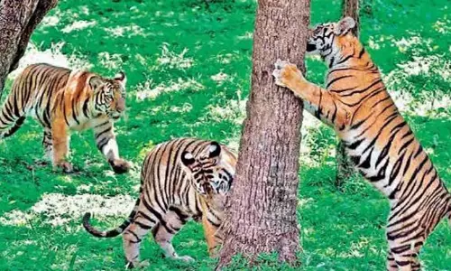 Tamil Nadu में बाघों की गिनती 5 जनवरी से शुरू होगी Tamil Nadu में बाघों की गिनती 5 जनवरी से शुरू होगी