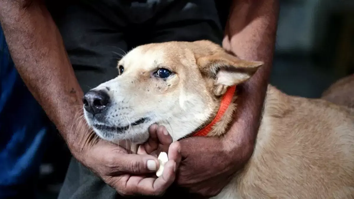 Delhi शिक्षा विभाग ने आवारा कुत्तों की गिनती’ के झूठे दावे पर पुलिस में शिकायत दर्ज कराई Delhi शिक्षा विभाग ने आवारा कुत्तों की गिनती’ के झूठे दावे पर पुलिस में शिकायत दर्ज कराई