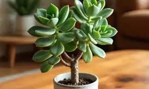 Plant Vastu Tips: मनी प्लांट से भी अधिक शुभ है ये पौधा, घर में लाता है खूब धन, जानें क्या है इसका नाम Plant Vastu Tips: मनी प्लांट से भी अधिक शुभ है ये पौधा, घर में लाता है खूब धन, जानें क्या है इसका नाम