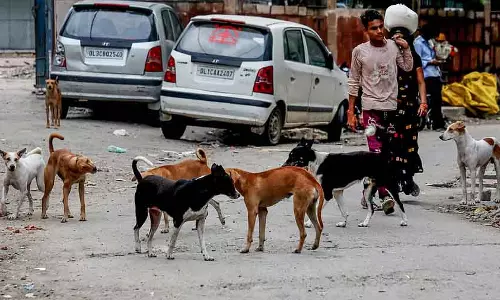 Delhi सरकार ने टीचरों द्वारा आवारा कुत्तों की गिनती करने के बारे में गलत जानकारी पर पुलिस में शिकायत दर्ज कराई Delhi सरकार ने टीचरों द्वारा आवारा कुत्तों की गिनती करने के बारे में गलत जानकारी पर पुलिस में शिकायत दर्ज कराई