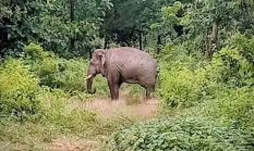 Bahraich: हाथी ने मचाया आतंक, नेपाली महिला को उतरा मौत के घाट Bahraich: हाथी ने मचाया आतंक, नेपाली महिला को उतरा मौत के घाट