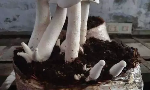 मशरूम उत्पादन में पंजाब छठे स्थान पर, PAU खेती में विविधता लाने पर जोर दे रहा मशरूम उत्पादन में पंजाब छठे स्थान पर, PAU खेती में विविधता लाने पर जोर दे रहा