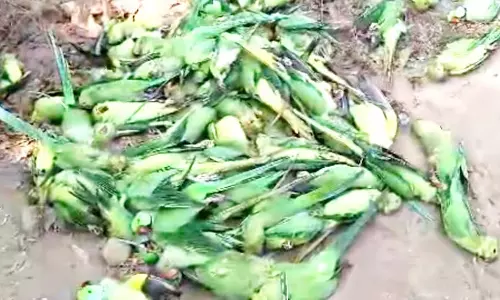 150 तोते की मौत, वजह फूड पॉइजनिंग माना जा रहा 150 तोते की मौत, वजह फूड पॉइजनिंग माना जा रहा
