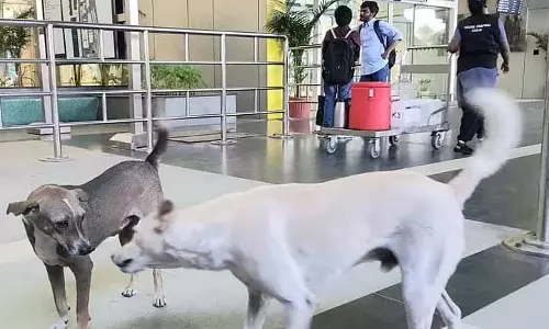 Chennai एयरपोर्ट पर फिर दिखे आवारा कुत्ते, यात्रियों ने सुरक्षा को लेकर जताई चिंता Chennai एयरपोर्ट पर फिर दिखे आवारा कुत्ते, यात्रियों ने सुरक्षा को लेकर जताई चिंता