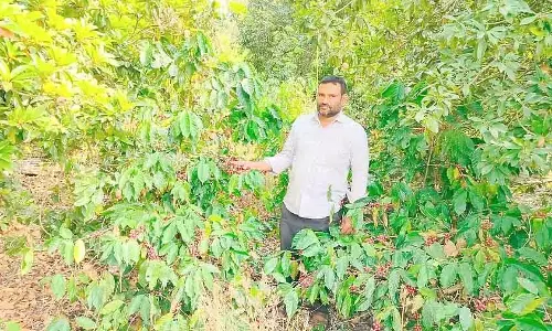 कॉफी की फसल में उछाल धारवाड़ में भी : दसनकोप्पा के किसान की शानदार कामयाबी कॉफी की फसल में उछाल धारवाड़ में भी : दसनकोप्पा के किसान की शानदार कामयाबी