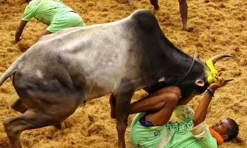 Sivaganga में बिना इजाज़त के मंजुविरट्टू के दौरान 16 लोग घायल Sivaganga में बिना इजाज़त के मंजुविरट्टू के दौरान 16 लोग घायल