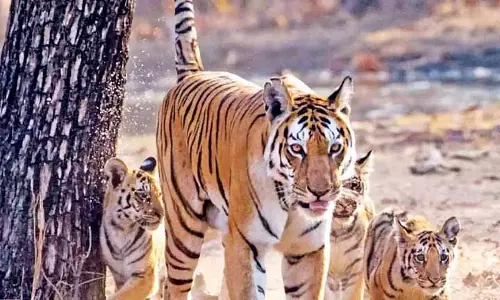 Tamil Nadu में बाघों की गिनती 5 जनवरी से शुरू होगी Tamil Nadu में बाघों की गिनती 5 जनवरी से शुरू होगी