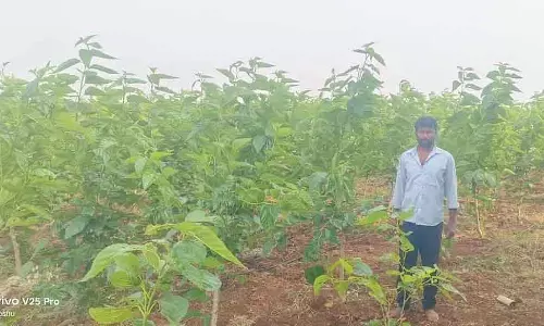 किसान ने ऑर्गेनिक सिल्क की खेती में सफलता पाई: 3 एकड़ से हर साल ₹5 लाख का मुनाफ़ा किसान ने ऑर्गेनिक सिल्क की खेती में सफलता पाई: 3 एकड़ से हर साल ₹5 लाख का मुनाफ़ा
