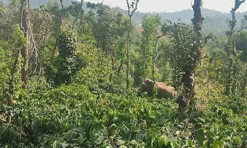 Hattur और यासलूर होबली में जंगली हाथियों के बढ़ते हमले: लोग परेशान