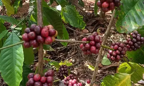 Madikeri : कॉफी कनेक्ट और सेंटर फॉर एक्सीलेंस के आयोजन की तैयारी चल रही है Madikeri : कॉफी कनेक्ट और सेंटर फॉर एक्सीलेंस के आयोजन की तैयारी चल रही है