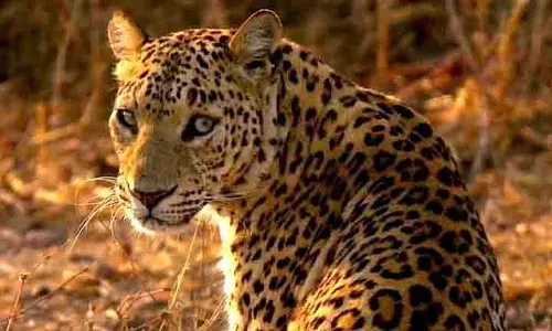 Uttarakhand में तेंदुआ हमले पर नाराज ग्रामीणों ने वनकर्मियों को रोका