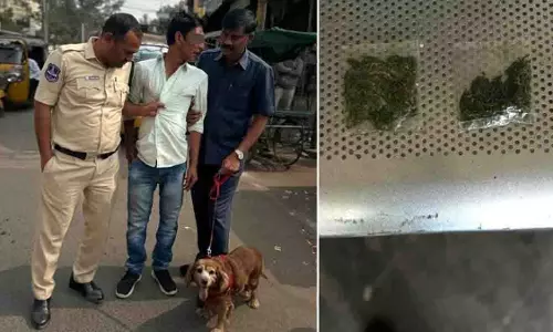 कुत्ता रोमा ने Adilabad में गांजा ढूंढ निकाला कुत्ता रोमा ने Adilabad में गांजा ढूंढ निकाला