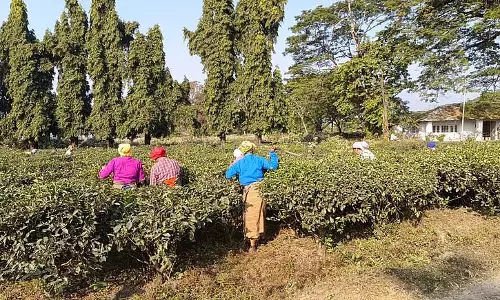 Alipurduar चाय बागान नए साल में फिर से खुल गए हैं, लेकिन क्या सच में तनाव खत्म हो गया है?