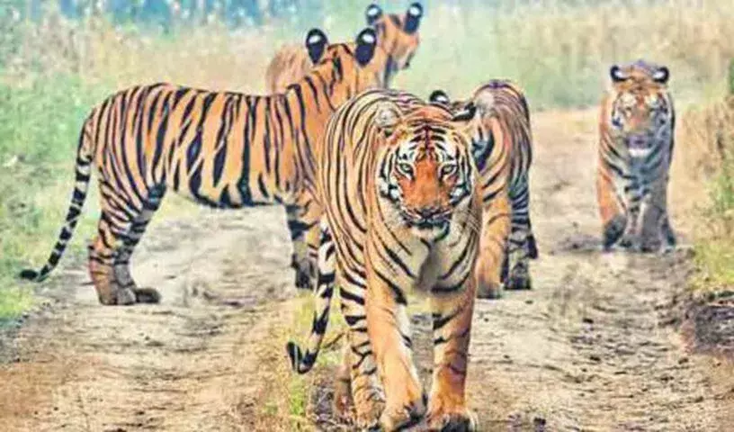 भारत में 2025 तक 166 बाघ खत्म हो जाएंगे; इलाके की लड़ाई को इसका कारण बताया गया भारत में 2025 तक 166 बाघ खत्म हो जाएंगे; इलाके की लड़ाई को इसका कारण बताया गया