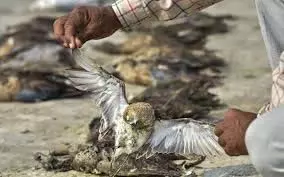 Rajasthan: पक्षियों के अवैध शिकार से वन विभाग में हड़कंप Rajasthan: पक्षियों के अवैध शिकार से वन विभाग में हड़कंप