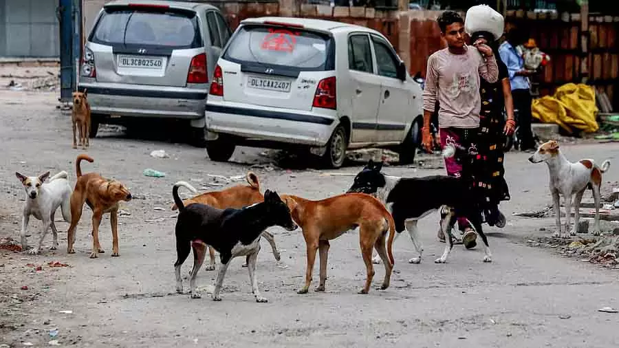 Delhi सरकार ने टीचरों द्वारा आवारा कुत्तों की गिनती करने के बारे में गलत जानकारी पर पुलिस में शिकायत दर्ज कराई Delhi सरकार ने टीचरों द्वारा आवारा कुत्तों की गिनती करने के बारे में गलत जानकारी पर पुलिस में शिकायत दर्ज कराई