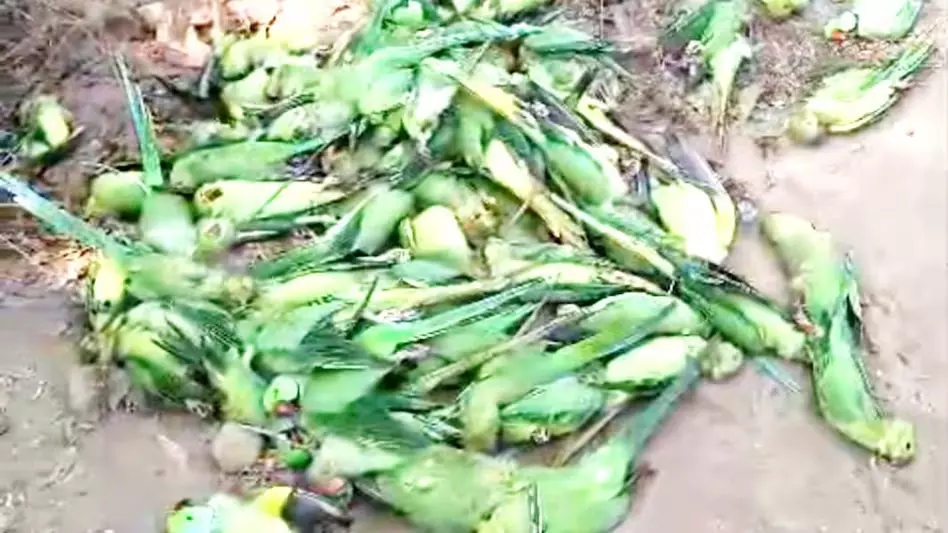150 तोते की मौत, वजह फूड पॉइजनिंग माना जा रहा 150 तोते की मौत, वजह फूड पॉइजनिंग माना जा रहा