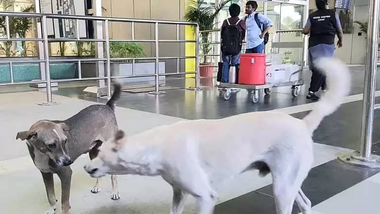 Chennai एयरपोर्ट पर फिर दिखे आवारा कुत्ते, यात्रियों ने सुरक्षा को लेकर जताई चिंता Chennai एयरपोर्ट पर फिर दिखे आवारा कुत्ते, यात्रियों ने सुरक्षा को लेकर जताई चिंता