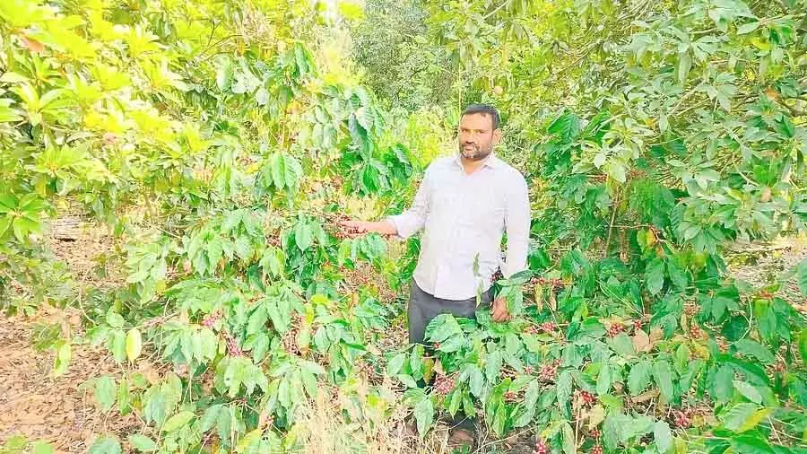 कॉफी की फसल में उछाल धारवाड़ में भी : दसनकोप्पा के किसान की शानदार कामयाबी कॉफी की फसल में उछाल धारवाड़ में भी : दसनकोप्पा के किसान की शानदार कामयाबी