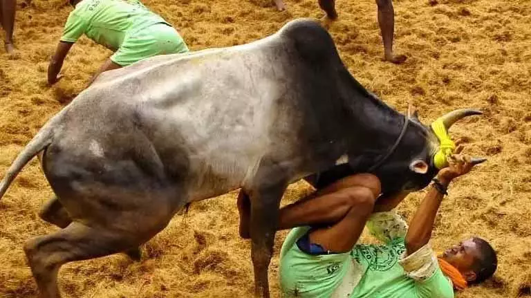 Sivaganga में बिना इजाज़त के मंजुविरट्टू के दौरान 16 लोग घायल Sivaganga में बिना इजाज़त के मंजुविरट्टू के दौरान 16 लोग घायल