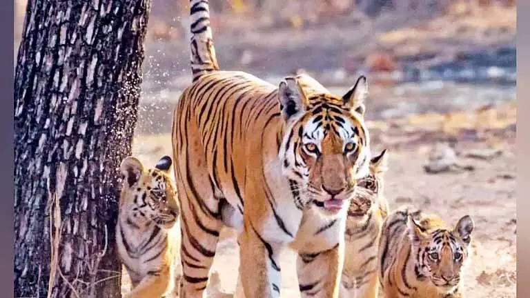 Tamil Nadu में बाघों की गिनती 5 जनवरी से शुरू होगी Tamil Nadu में बाघों की गिनती 5 जनवरी से शुरू होगी