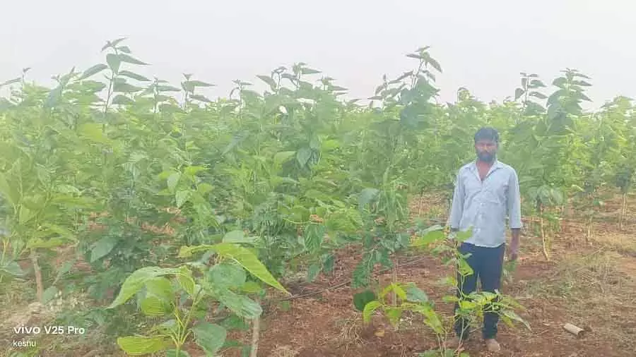 किसान ने ऑर्गेनिक सिल्क की खेती में सफलता पाई: 3 एकड़ से हर साल ₹5 लाख का मुनाफ़ा किसान ने ऑर्गेनिक सिल्क की खेती में सफलता पाई: 3 एकड़ से हर साल ₹5 लाख का मुनाफ़ा