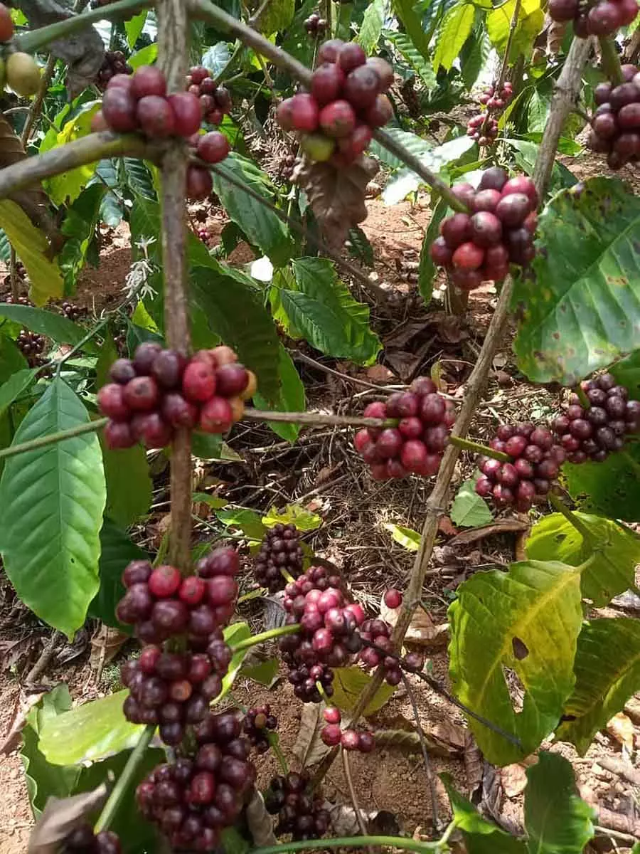 Madikeri : कॉफी कनेक्ट और सेंटर फॉर एक्सीलेंस के आयोजन की तैयारी चल रही है Madikeri : कॉफी कनेक्ट और सेंटर फॉर एक्सीलेंस के आयोजन की तैयारी चल रही है