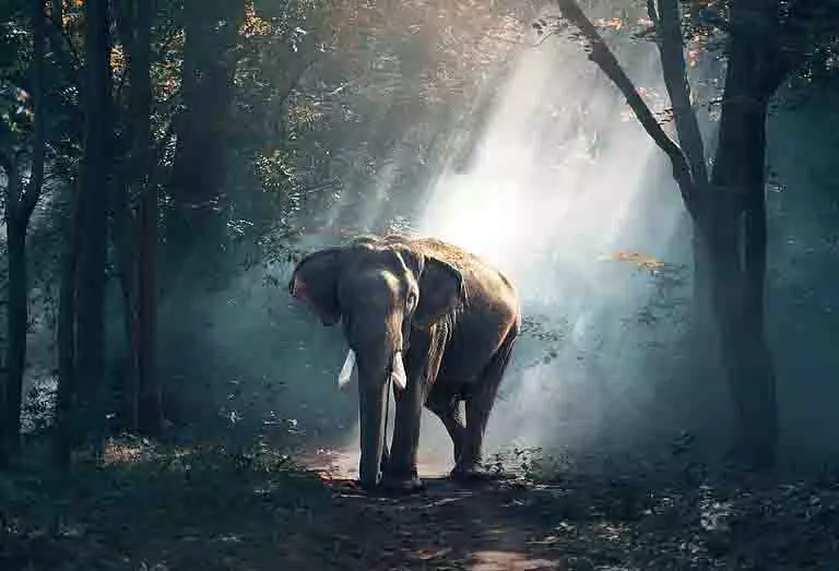 Jharkhand में हाथी ने तीन लोगों को कुचलकर मार डाला Jharkhand में हाथी ने तीन लोगों को कुचलकर मार डाला