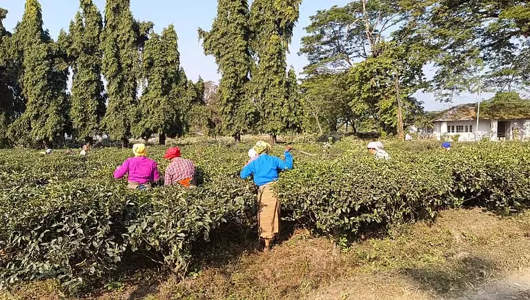 Alipurduar चाय बागान नए साल में फिर से खुल गए हैं, लेकिन क्या सच में तनाव खत्म हो गया है? Alipurduar चाय बागान नए साल में फिर से खुल गए हैं, लेकिन क्या सच में तनाव खत्म हो गया है?