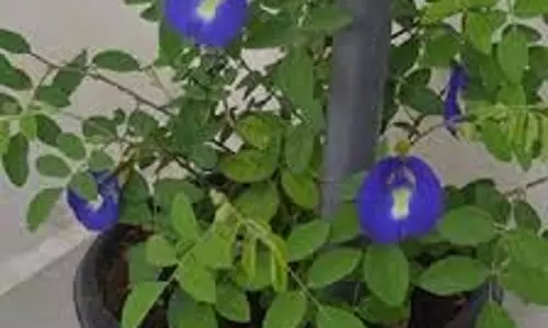 Aparajita Plant: घर में अपराजिता की मौजूदगी बदल देगी किस्मत