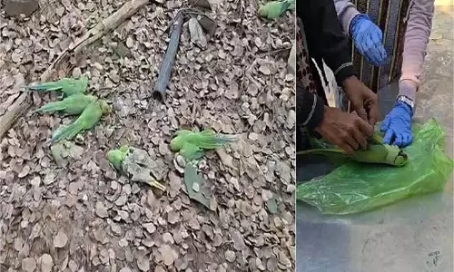 MP News: नर्मदा नदी का किनारा तोतों के लिए बना कब्रगाह, जांच में चौंकाने वाला खुलासा