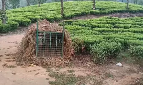 Valparai : वन विभाग उस तेंदुए को पकड़ने के लिए कड़ी मेहनत कर रहा है जिसने लड़के को मार डाला