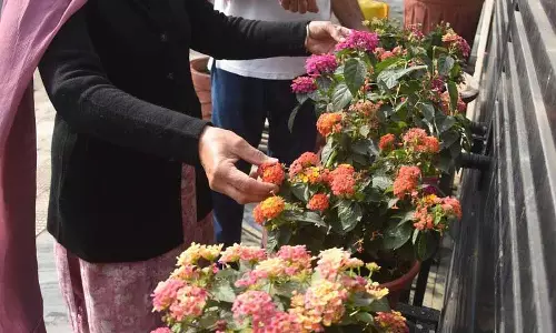 पूरी तरह खिले हुए, रिटायर्ड PAU प्रोफेसर का फूलों के लिए जीवन भर का प्यार