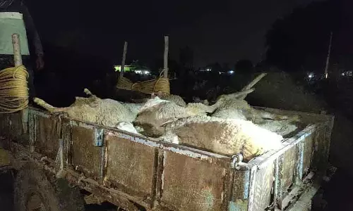 Chintamani : संदिग्ध परिस्थितियों में 50 भेड़ों की मौत