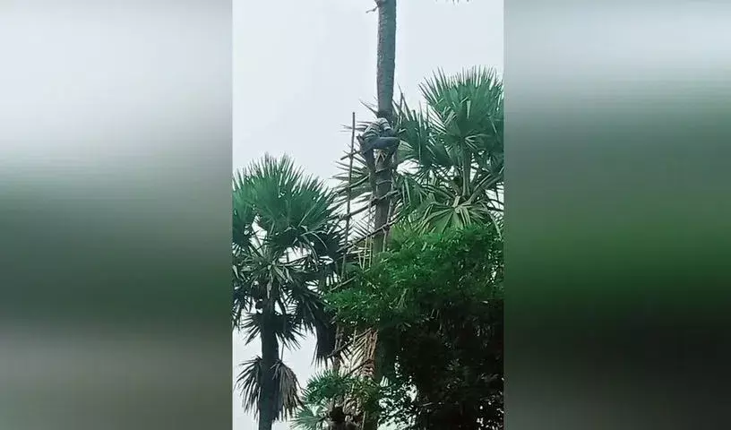 Mahabubabad: फायरफाइटर्स और लोकल लोगों ने एक ताड़ी निकालने वाले को बचाया