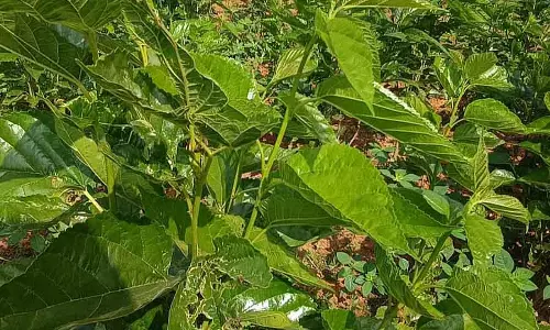 Bad weather: Silk crop not available Bad weather: Silk crop not available