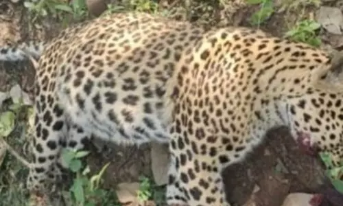 डोंगरगढ़ के पास तेंदुए की लाश मिली
