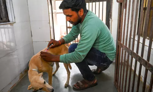 रैबीज से मौतें: Tamil Nadu में सेलम की स्थिति चिंताजनक रैबीज से मौतें: Tamil Nadu में सेलम की स्थिति चिंताजनक