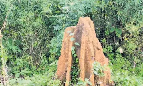 दीमक के टीलों का गायब होना Daringbadi के लिए चिंता की बात दीमक के टीलों का गायब होना Daringbadi के लिए चिंता की बात
