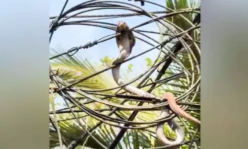 Kerala ; बिजली के खंभे पर कोबरा सांप ने फैलाई दहशत, आखिरकार पकड़ा गया Kerala ; बिजली के खंभे पर कोबरा सांप ने फैलाई दहशत, आखिरकार पकड़ा गया
