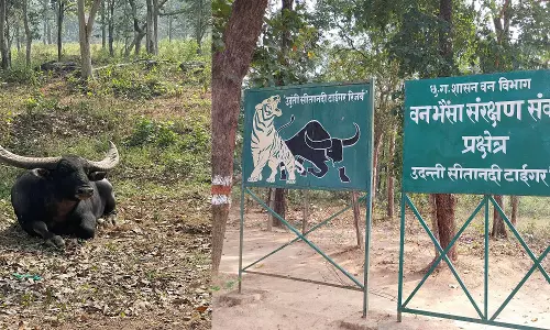 नकली वन भैंसा! वन विभाग ने सरकार और छत्तीसगढ़ की भोली-भाली जनता को बनाया बेवकूफ