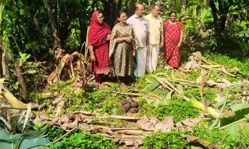 Kerala ; जंगली हाथियों के झुंड ने चेरुस्सेरी, अनक्कमपोयिल में फसलों को नष्ट कर दिया