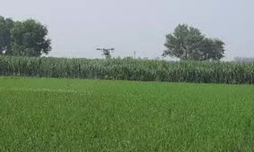 Pantnagar: फसलों की पैदावार प्रभावित होने की संभावना बढ़ी Pantnagar: फसलों की पैदावार प्रभावित होने की संभावना बढ़ी