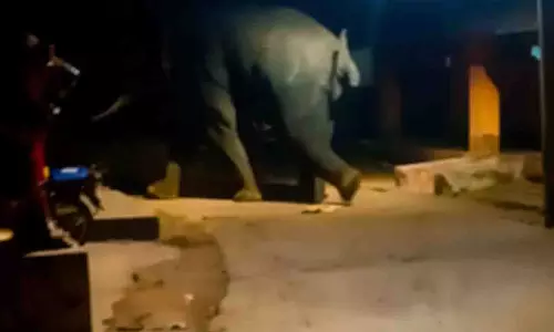 झुंड से अलग होकर एक हाथी Odisha के गांव में घुस गया झुंड से अलग होकर एक हाथी Odisha के गांव में घुस गया